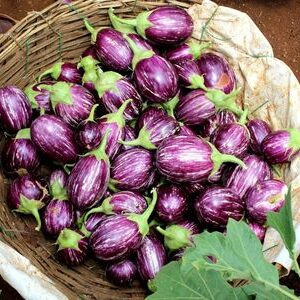 Eggplant (Brinjal)