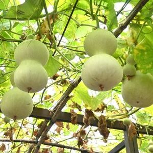 Ash Gourd (Winter Melon)