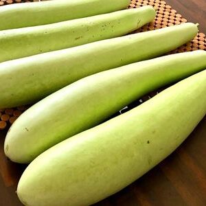 Bottle Gourd