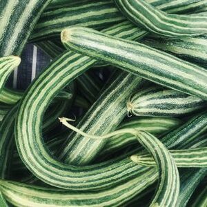 Snake Gourd
