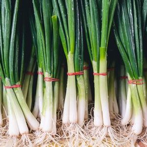 Spring Onion