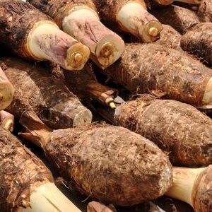Taro Root