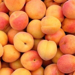 Apricot