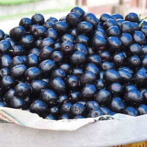 Black Plum (Java Plum / Jamun)
