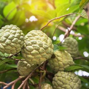 Custard Apple