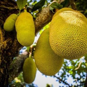 Jack Fruit