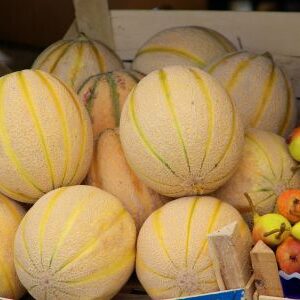 Muskmelon