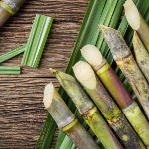 Sugar Cane